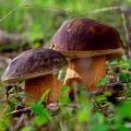 AROMAS DE OTOÑO EN LA MESA