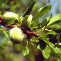 Aceite de Almendras dulces