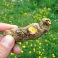 ☀ Zumo anti-inflamatorio de cúrcuma fresca ☀