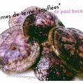 PATATAS MORADAS 