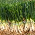 CALÇOTS CON TEMPURA EN SU SALSA