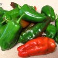 CONSERVA DE TOMATE Y PIMIENTOS FRITOS
