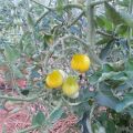 TOMATE CHERRY BOMBILLA AMARILLO