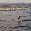 Delfines frente a Funchal (I)