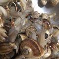 Caracoles de la Mia Mamma