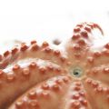 Como cocer pulpo y que salga siempre tierno