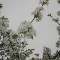 FLORES DE CEREZO Y PREMIOS