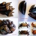 EL MARISCO: COCCIÓN, RECOMENDACIONES