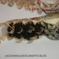 CAVIAR DE LUJO, HUEVAS DE CIGALAS