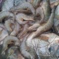 Sopa de Pescado