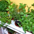 Mi pequeño huerto de aromáticas