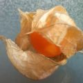 PHYSALIS