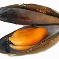 MEJILLONES CON TOMATE FRITO.