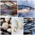 Pescado de temporada: noviembre