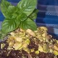 Brownie