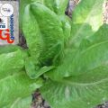 HUERTO ECOLÓGICO - LECHUGA Y SUS PROPIEDADES...