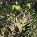 Aceitunas Verdes Partidas