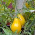 Mermelada de Tomate Bombilla Amarilla