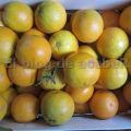 Naranjas al Día