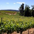 ❥ 3 cosas: Penedès