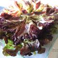 Ensalada de Jamón de Pato.