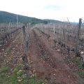 Viajes: Empanada de costrelas y los vinos de[...]