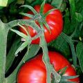 Descubren en plantas de tomate un nuevo[...]