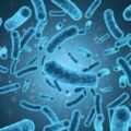 Listeriosis, qué debemos saber sobre esta[...]