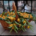Mermelada de quinotos o naranjas chinas.