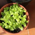 Albahaca en maceta