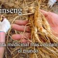 Ginseng. Todo lo que debes saber