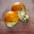 AMANITA CAESAREA