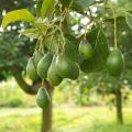 COMO MADURAR UN AGUACATE EN POCOS MINUTOS