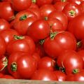 Gazpacho de tomates