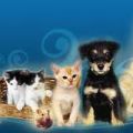 LOS REMEDIOS DE REMEDIOS : MASCOTAS
