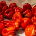 AJÍ CACHUCHA...(ENCURTIDO)... EL SABOR DE MI[...]