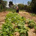 La huerta y los cultivos de verano