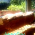 PAN DE CALABACIN A LA MENTA Y LIMON ....PANES[...]