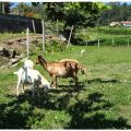 LECHE DE CABRA FRITA
