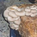 Un huerto en casa. Cultivando setas