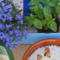 ARROZ AL CAVA CON MEJILLONES (ARROZ DE MARINELA)