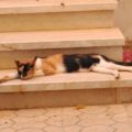Llegada a Sharm. Gatos egipcios en casa de Wael.