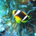 No busques a Dory