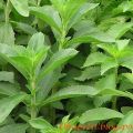 Stevia, dulce natural