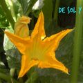 Flores de calabacín