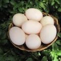 ZANAHORIAS, HUEVOS O CAFÉ