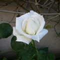 MIS ROSAS