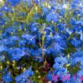 Lobelias